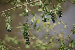 Phyllanthus reticulatus